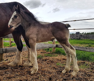 Holley West's Amazing Grace