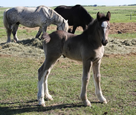 Gentle Giant Chardeen