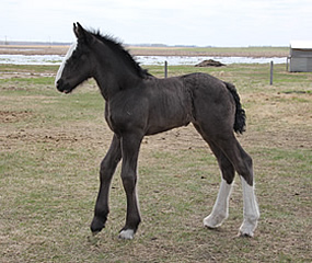 Gentle Giant Cher
