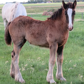 Gentle Giant Haven