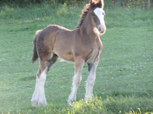 LaRiviere Duke's Quinn