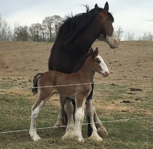 LaRiviere Duke's Royal