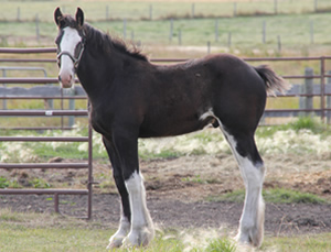 Gentle Giant Rolex