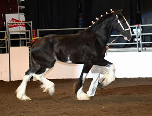 Gentle Giant Rolex