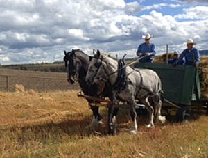 Hauling Bundles