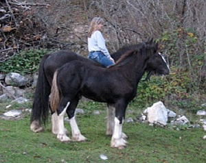 Crossburn Lady Kate and Kutenai's Flint